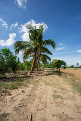 Fototapeta premium prepare plantation with blue sky