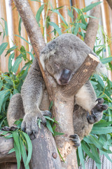 Koala bear sleeping in the tree branches