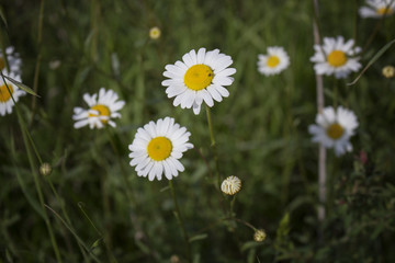 Daisies macro: bellis perennis © Vivida Photo PC