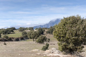 Holm Oak and Juniper dehesa in Madrid, Spain