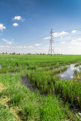 Pylon rice field