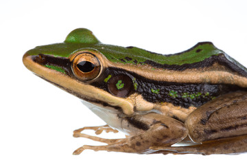 Asian common green frog