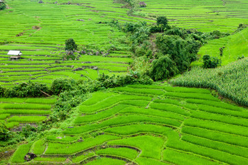 Rice fields on terraced of Mu Cang Chai, YenBai, Vietnam. Rice f