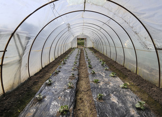 Plastic greenhouse