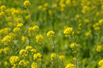 Obraz premium Plastic greenhouse