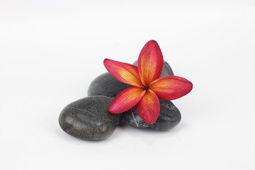 Red frangipani flowers with zen stones