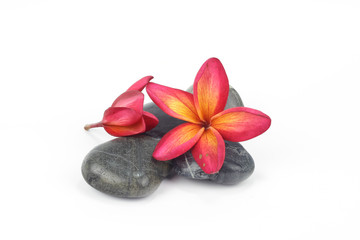 Red frangipani flowers with zen stones