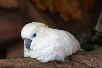Cockatoo