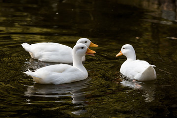Cute duck