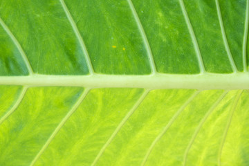 Leaf texture