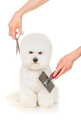 Bishon dog grooming and care