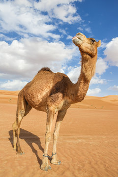 Camel in Wahiba Oman