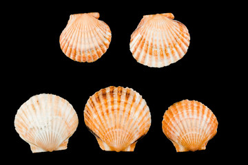 Scallop on black