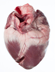 Pig heart