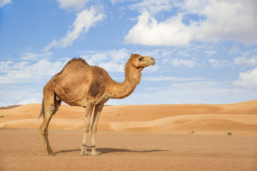 Camel in Wahiba Oman