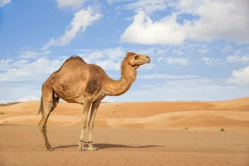 Poster Im Rahmen Camel in Wahiba Oman © Wolfgang Zwanzger