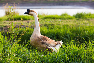 Standing goose