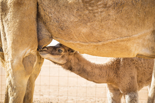 Suckling camel calf in Wahiba Oman