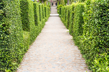 beautiful walkway in the garden