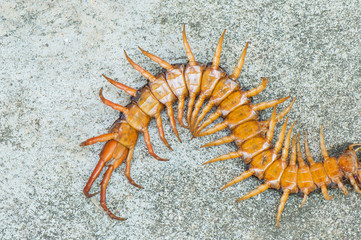 poison animal centipede