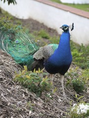 Obraz premium Pav korunkaty (Pavo cristatus L.) at straw