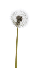 dandelion macro isolated on white