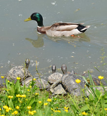 anatra selvatica e tartarughe acquatiche
