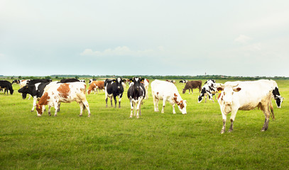 Fototapeta na wymiar Cows grazing grass in a calm summer day