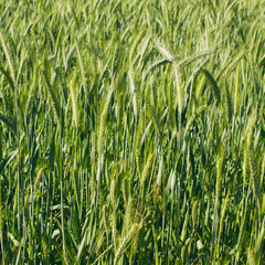 green wheat