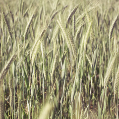 wheat - colorized photo