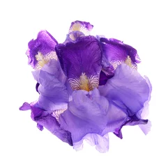 Crédence de cuisine en verre imprimé Iris Close-up of  purple   iris (Iris germanica) isolated