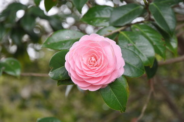 椿　カメリア　桃色椿