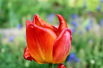 Orangerote Tulpe