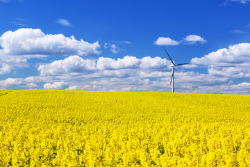Blooming yellow rapeseed field under blue sky in Poland