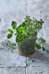 Organic Thyme and Oregano in a Ceramic Cup