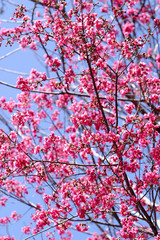 The image of beautiful nature in Asia