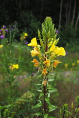 Obraz premium Nachtkerzen