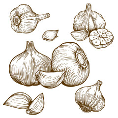 engraving illustration of garlic - 65029336