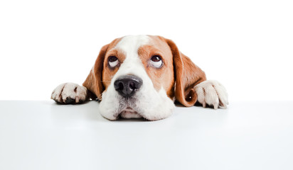 beagle head isolated on  white