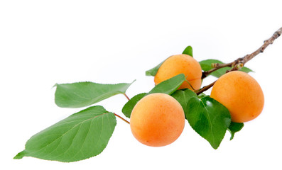 apricot branch