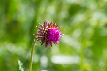 purple nettle flower