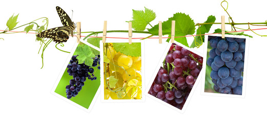 Naklejka premium corde à linge, vigne, papillon et photos de raisins