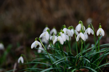 frische schneegloeckchen im wald