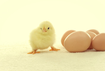 yellow chicken and eggs