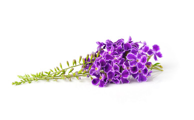 purple flowers, isolated on white background