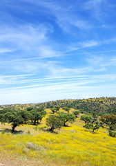 Oak trees in mediterranean forest at Portugal.