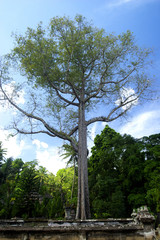 The image of beautiful nature in Asia