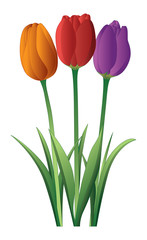 Tulips