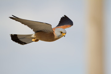 Rötelfalke Männchen fliegend