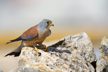 Fototapeta premium Rötelfalke Männchen